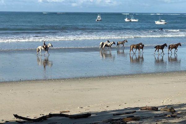 Sea Horses #Adventure