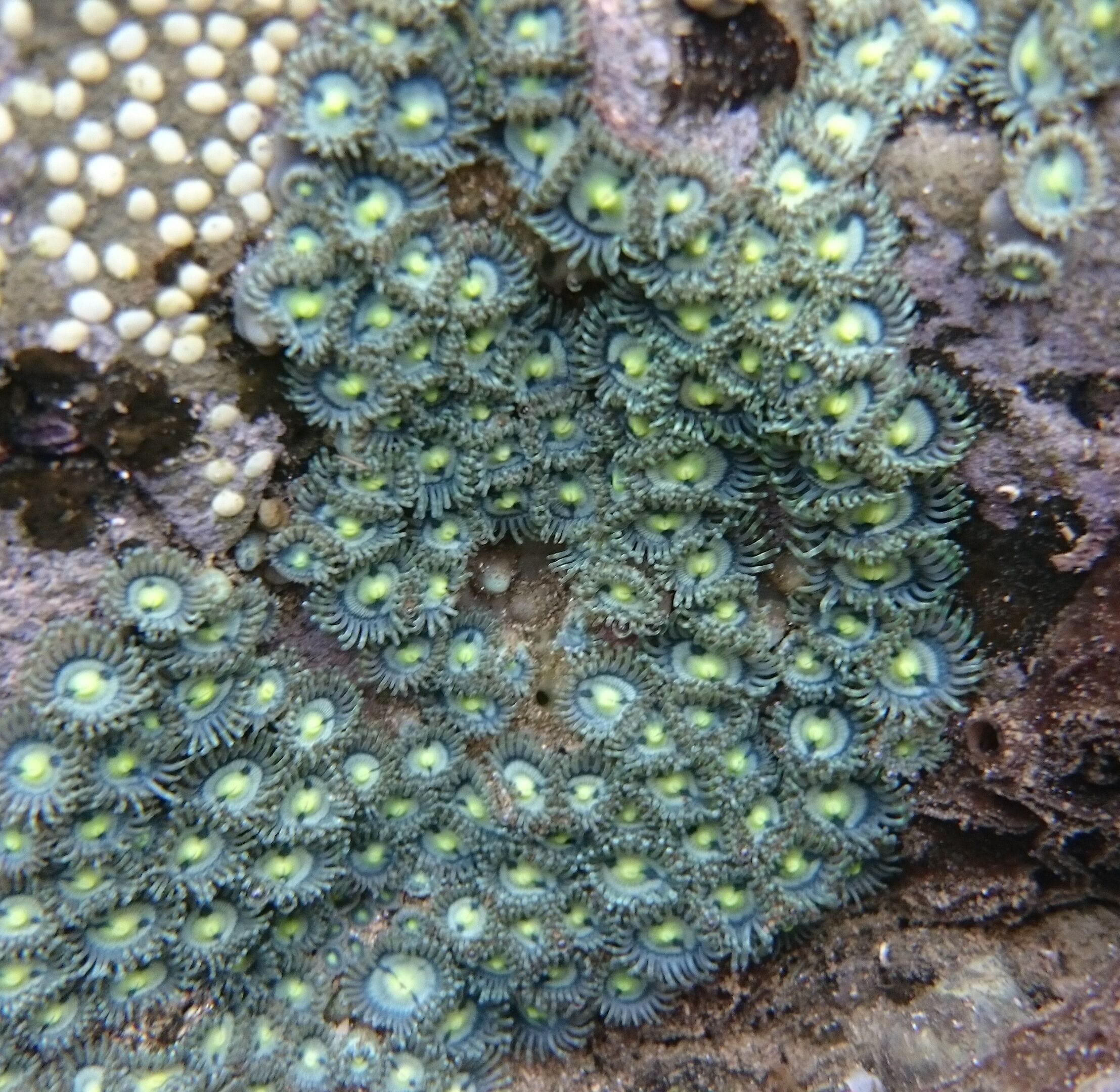 Underwater tide pool photography! 

Tiny Sea anemones.

We stayed in Guiones, within a few minutes walk to the beach. With our rental car, we were close to several beaches, each with their own distinct character. Playa Pelada had morning cool tide pools to explore.

#BeachBound