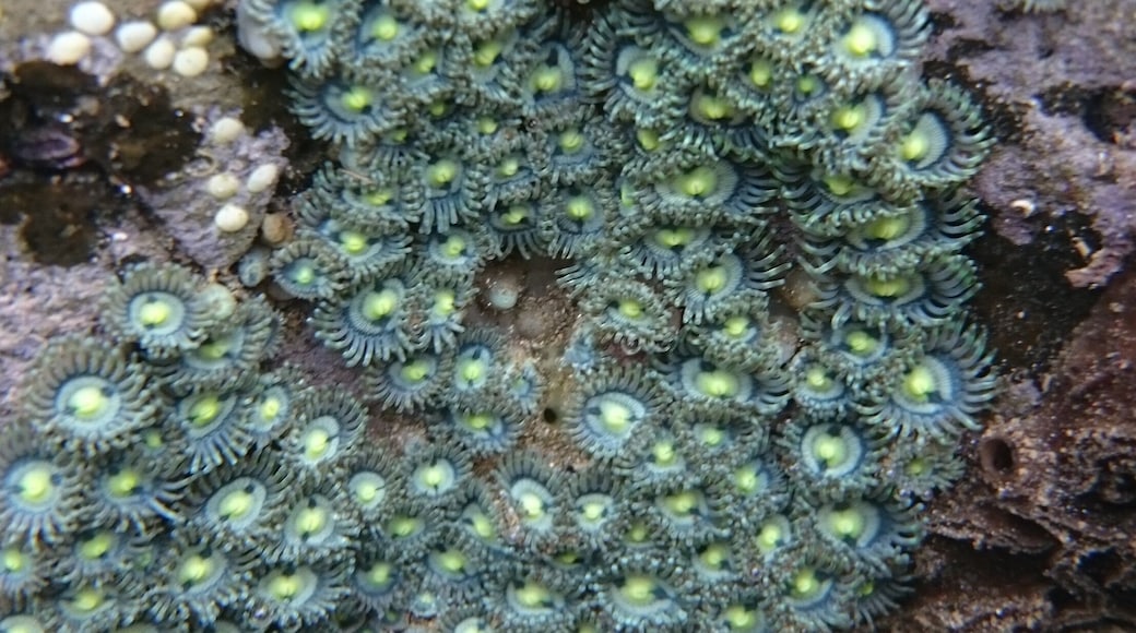 Underwater tide pool photography!
Tiny Sea anemones.
We stayed in Guiones, within a few minutes walk to the beach. With our rental car, we were close to several beaches, each with their own distinct character. Playa Pelada had morning cool tide pools to explore.
#BeachBound
