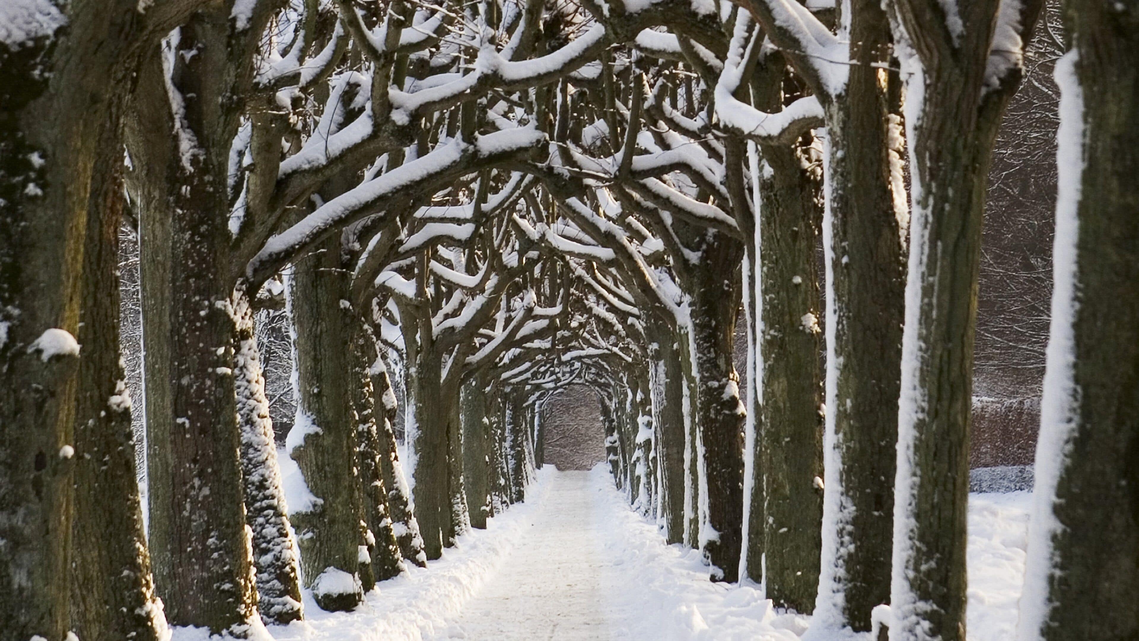 Aarhus mostrando un parque y nieve