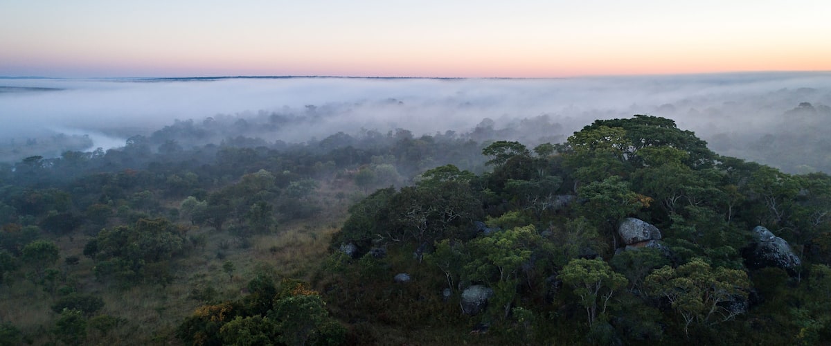 A forested landscape with a mist-covered valley and a clear sky at dawn or dusk.