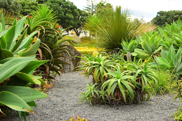 Un jardin agrémenté de différentes plantes vertes et doté d’un chemin de gravier.