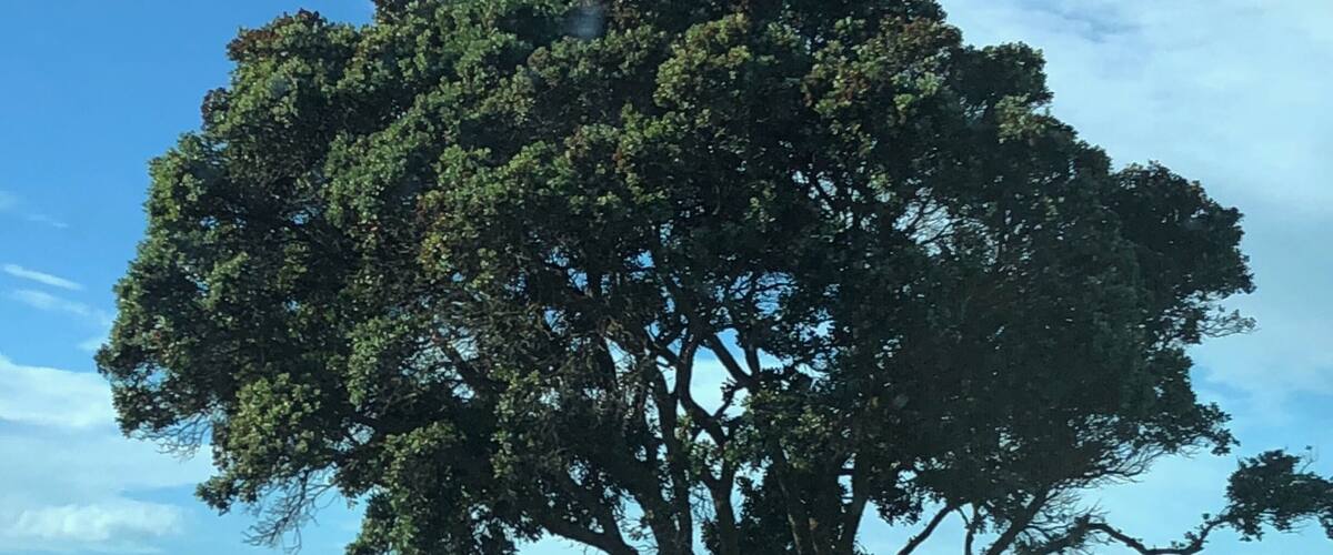 A large tree by a body of water.