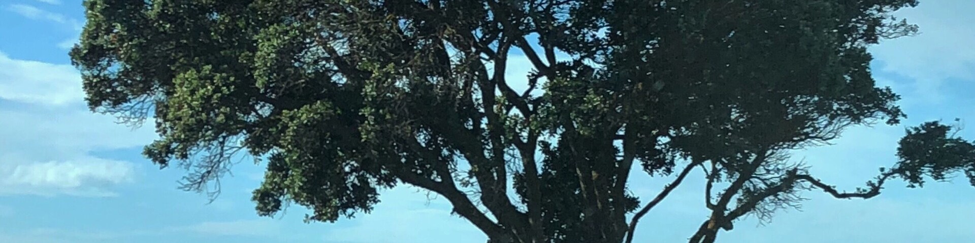 A large tree by a body of water.