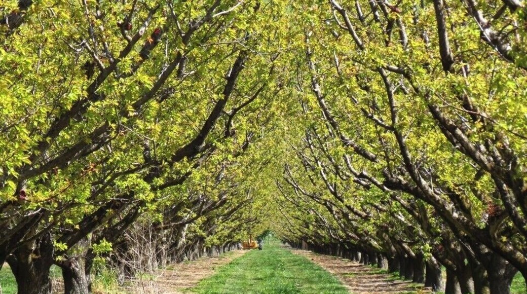 📍Apricot farm, Bay View
A large apricot farm in Bay View. We often took strolls through the trees with the dog as it was close to where we were staying.