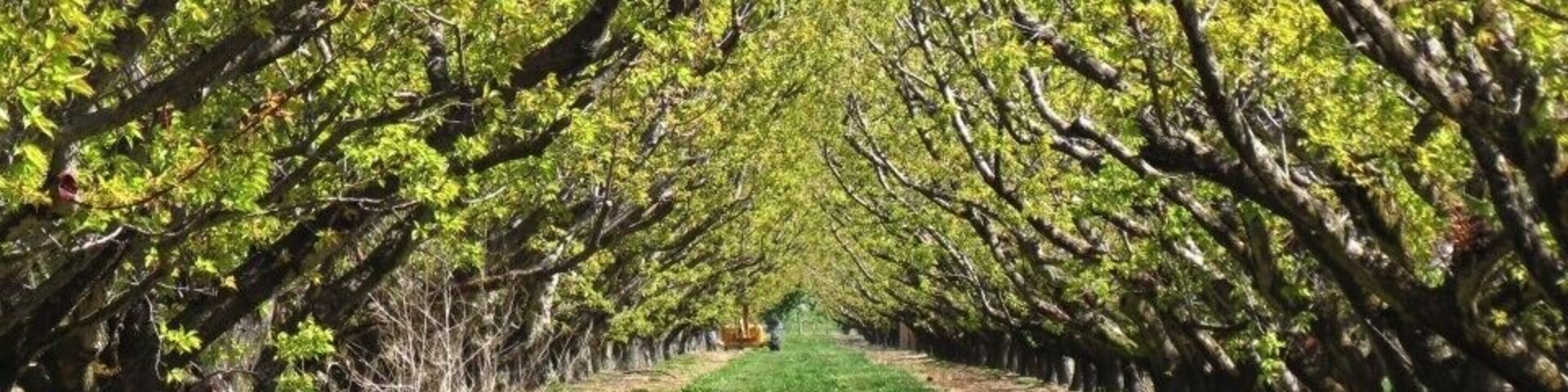 📍Apricot farm, Bay View
A large apricot farm in Bay View. We often took strolls through the trees with the dog as it was close to where we were staying.