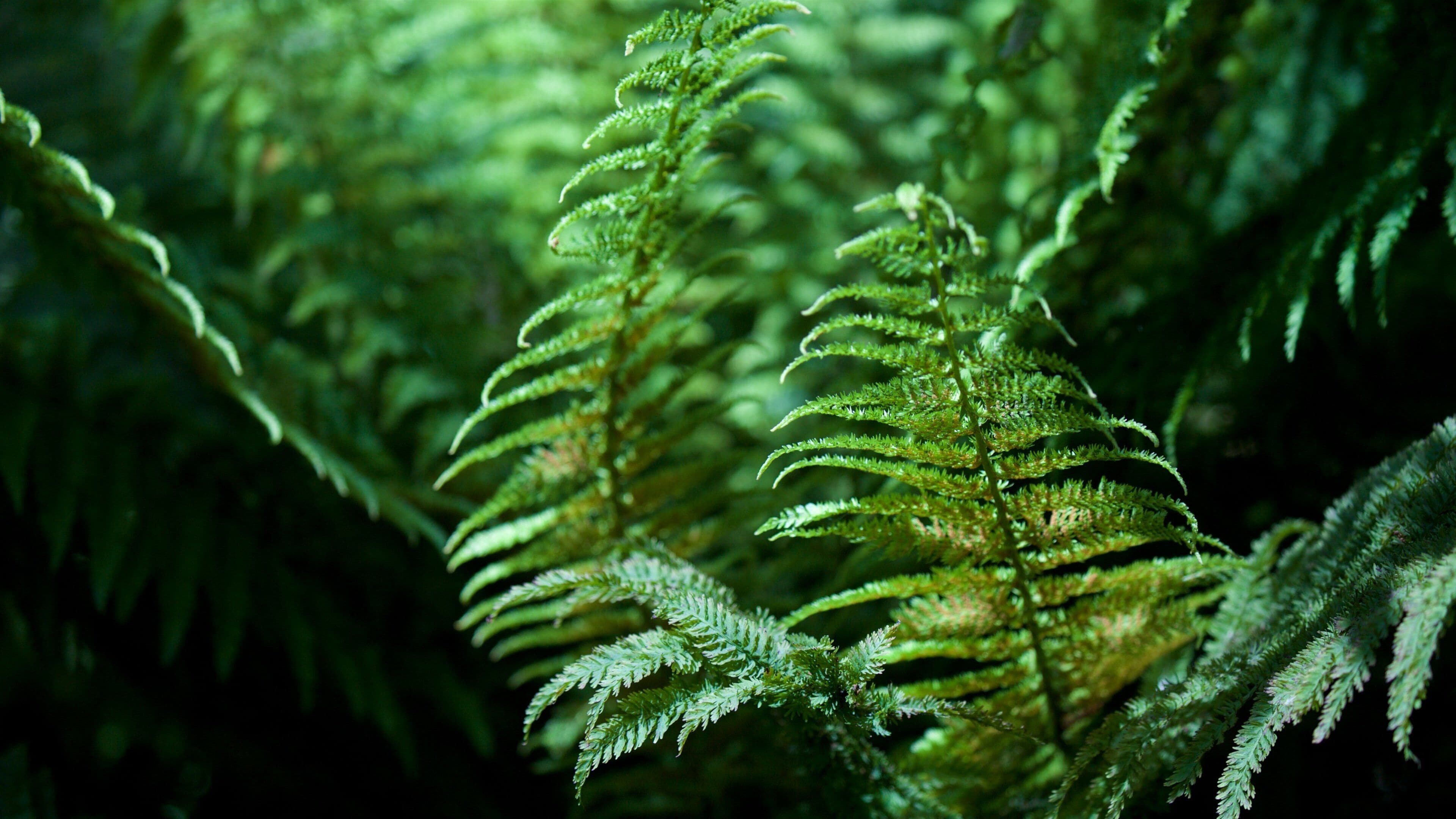 New Plymouth showing forests