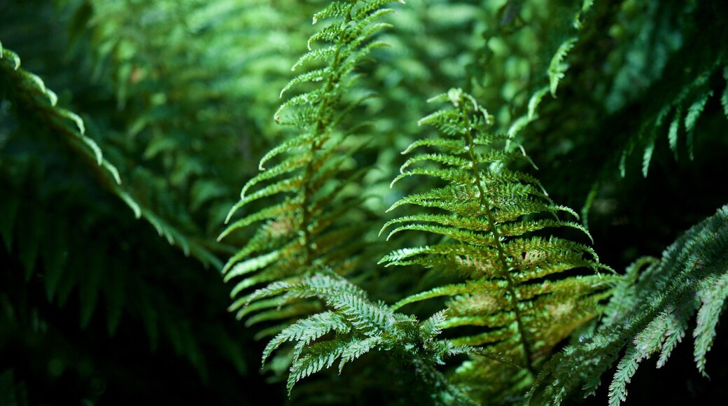 New Plymouth showing forests