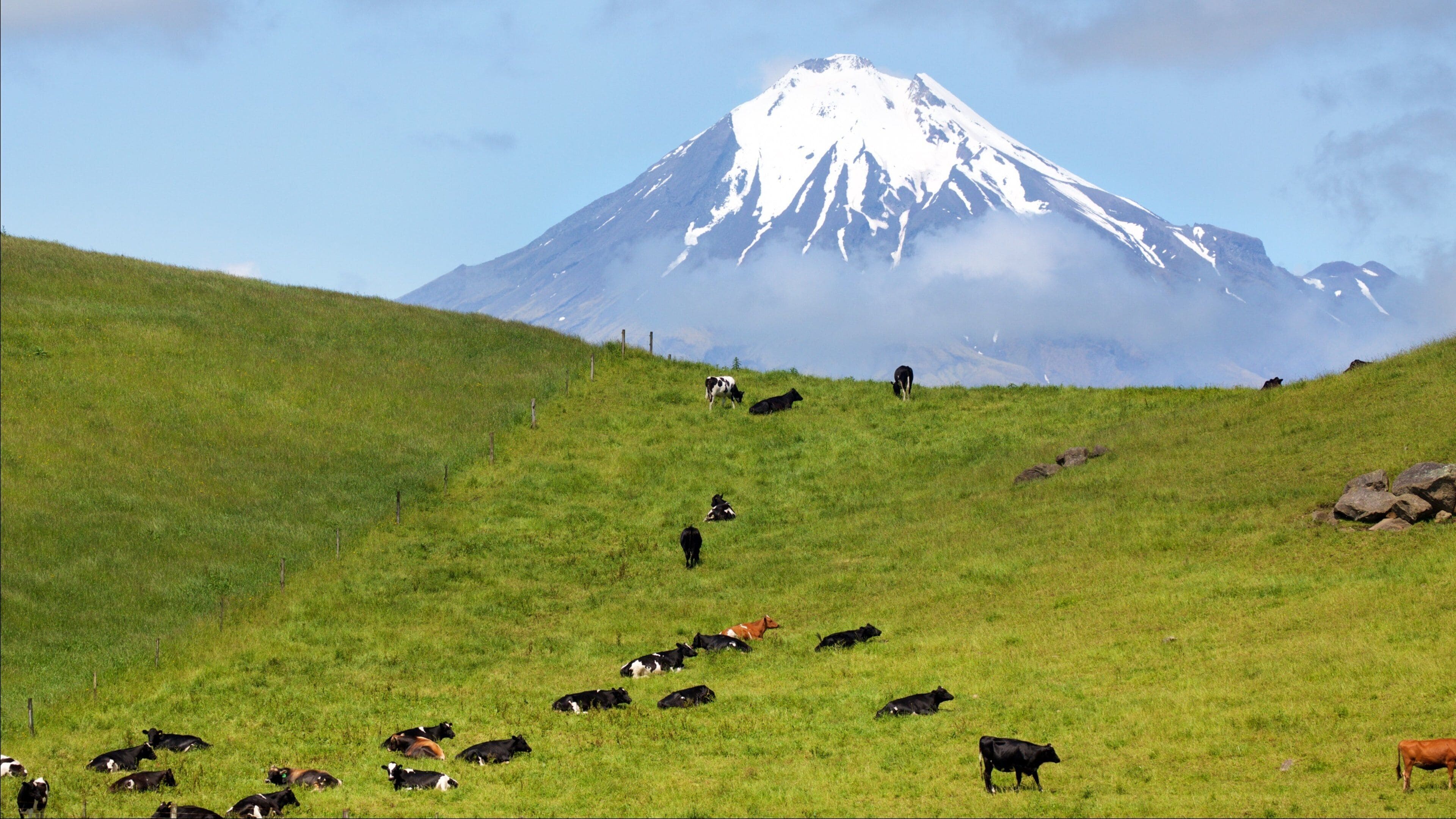 A herd of cows grazing on a grassy hillside with a snow-capped mountain in the background.