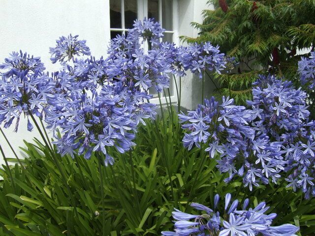 Blue Agapanthus In a front garden in Church Street, St. Columb Minor.