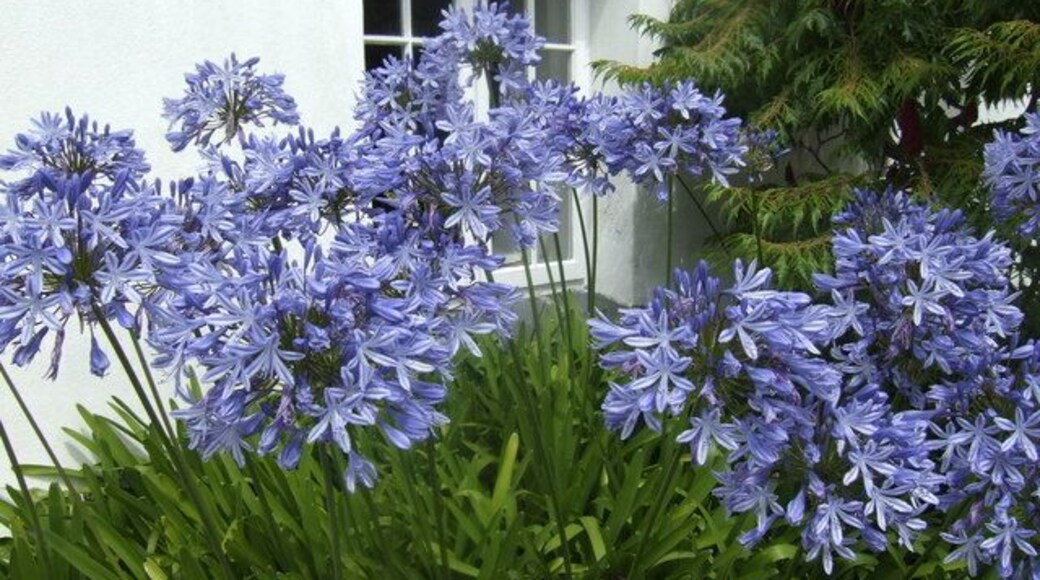 Blue Agapanthus In a front garden in Church Street, St. Columb Minor.