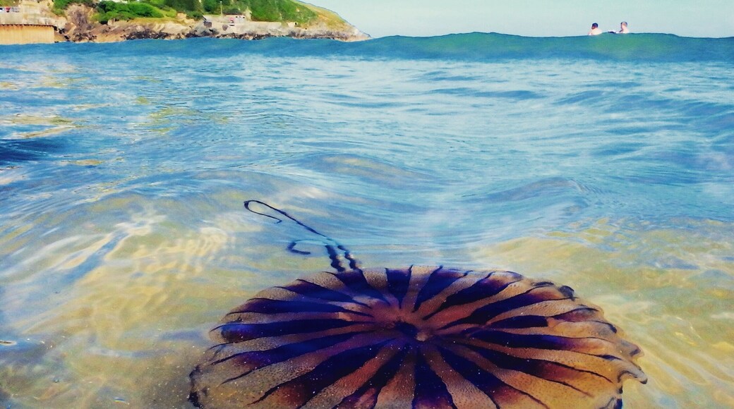 August 2016
Newquay, Cornwall, home of surfing in the UK, has some stunning beaches, but watch out for the jellyfish as they can give a fair sting!
#Beachbound