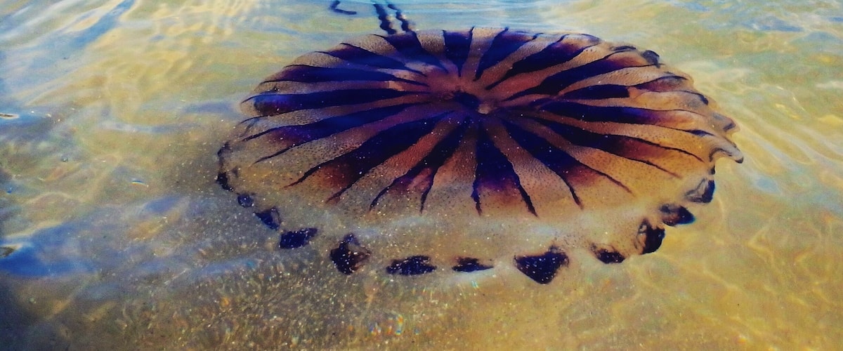 August 2016
Newquay, Cornwall, home of surfing in the UK, has some stunning beaches, but watch out for the jellyfish as they can give a fair sting!
#Beachbound