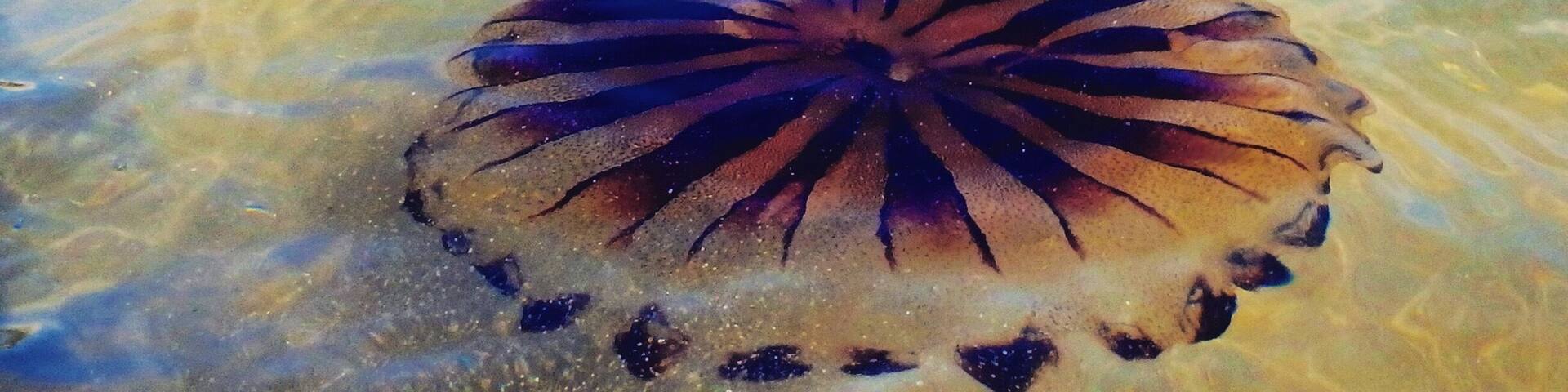 August 2016
Newquay, Cornwall, home of surfing in the UK, has some stunning beaches, but watch out for the jellyfish as they can give a fair sting!
#Beachbound