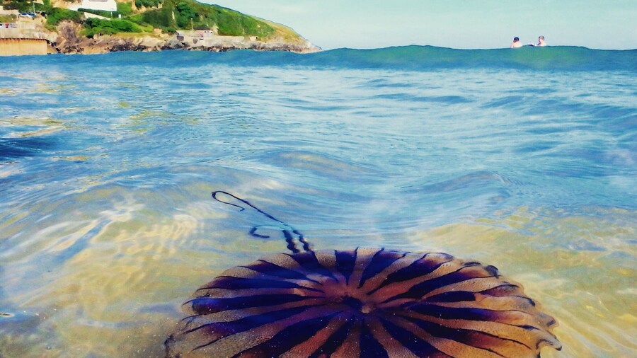 August 2016
Newquay, Cornwall, home of surfing in the UK, has some stunning beaches, but watch out for the jellyfish as they can give a fair sting!
#Beachbound