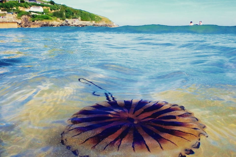 A jellyfish in shallow water near a coastal area with buildings in the background.