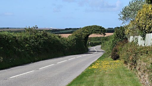 The Road to Newquay. The strange shaped tree growing over the road seems to have been bent over by the prevailing southwest wind and cropped underneath by lorries. It looks something like a breaking wave, quite appropriate really as the white dots on the horizon are buildings in Newquay.