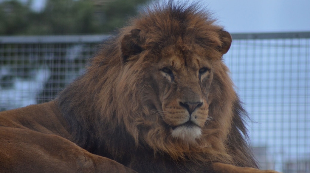 Taken at Newquay Zoo in Cornwall, UK.
#Cornwall #Newquay #Zoo #NewquayZoo #Animal #Wild #BigCat #Lion