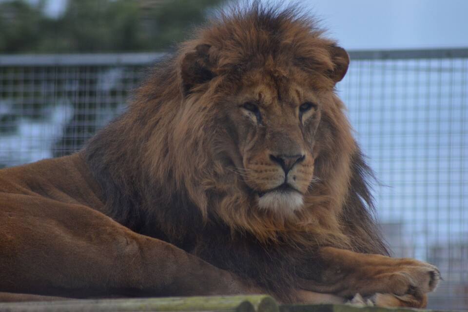 A lion lying down with a fence in the background.
