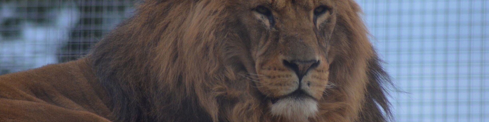 Taken at Newquay Zoo in Cornwall, UK.
#Cornwall #Newquay #Zoo #NewquayZoo #Animal #Wild #BigCat #Lion