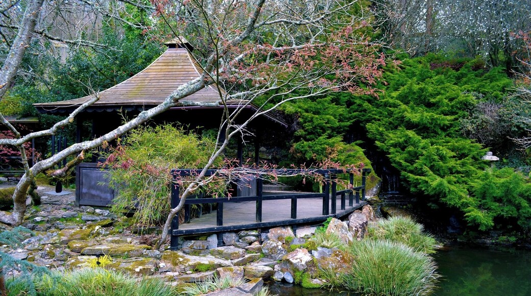 Taken at the Japanese Garden and Bonsai Nursery near Newquay, Cornwall, UK.
#Holiday #DayOut #Newquay #Cornwall #Japanese #Garden #Bonsai #Plants #Nature