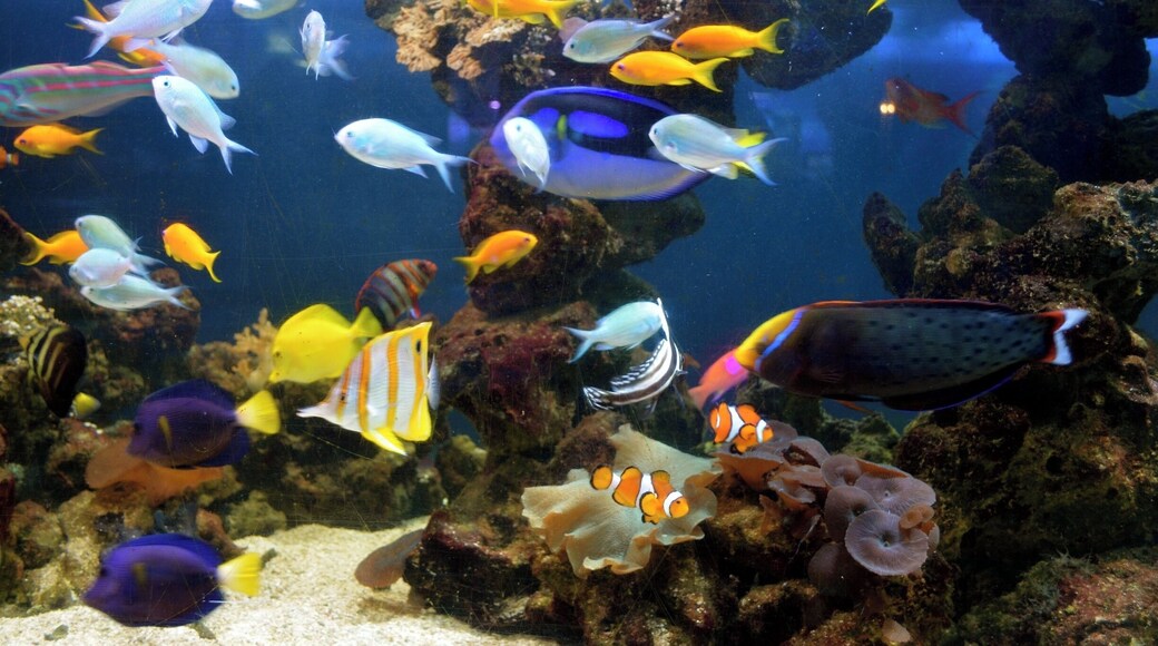 Taken at Blue Reef Aquarium in Newquay, Cornwall, UK.
#Cornwall #Newquay #Aquarium #Aqua #Sea #Water #Fish