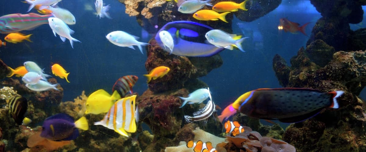 Taken at Blue Reef Aquarium in Newquay, Cornwall, UK.
#Cornwall #Newquay #Aquarium #Aqua #Sea #Water #Fish