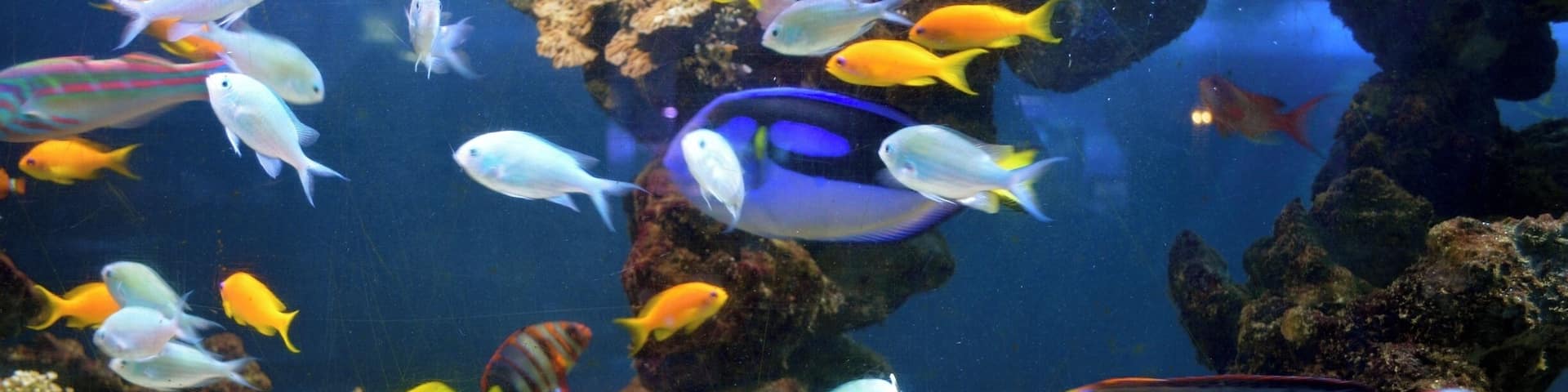 Taken at Blue Reef Aquarium in Newquay, Cornwall, UK.
#Cornwall #Newquay #Aquarium #Aqua #Sea #Water #Fish