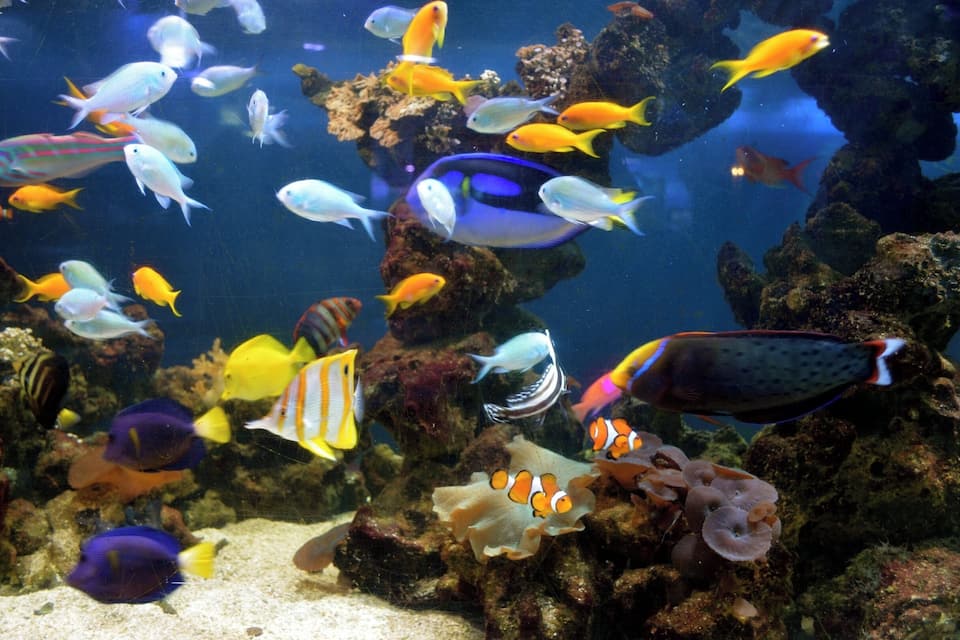 An aquarium with various colorful fish swimming among coral reefs.