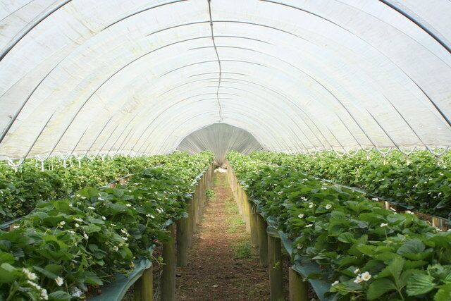 Polytunnel at Mitchell Fruit Farm One of many growing strawberry plants on raised tables for ease of picking.