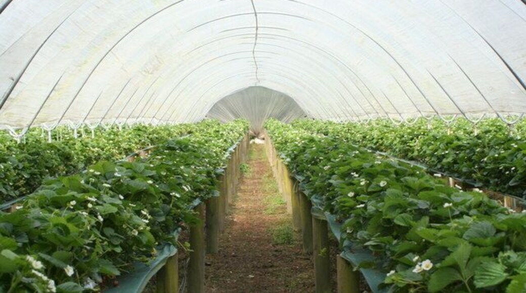 Polytunnel at Mitchell Fruit Farm One of many growing strawberry plants on raised tables for ease of picking.