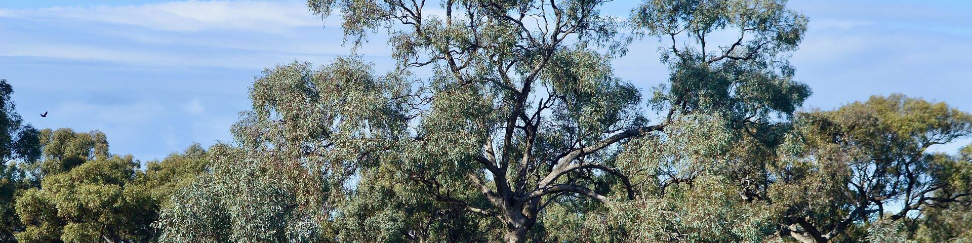 Trees on grazing land between Narrandera and Hay in SW New South Wales, Australia.