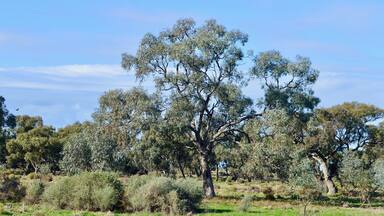 Trees on grazing land between Narrandera and Hay in SW New South Wales, Australia.