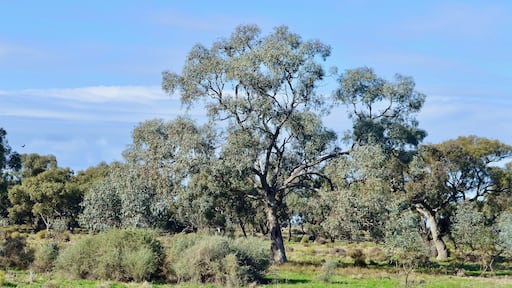 Trees on grazing land between Narrandera and Hay in SW New South Wales, Australia.