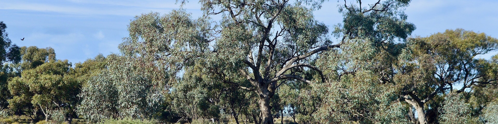 Trees on grazing land between Narrandera and Hay in SW New South Wales, Australia.