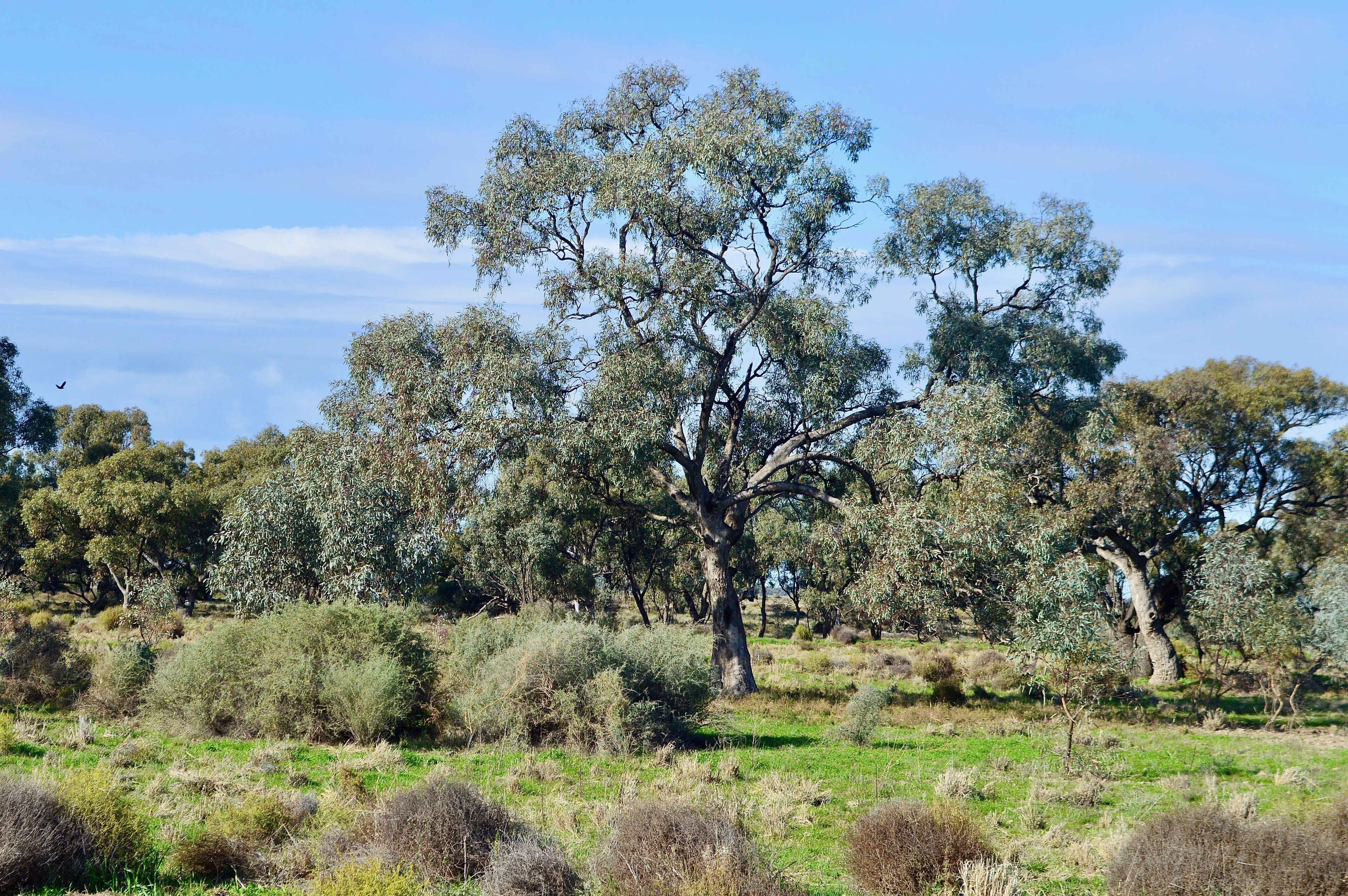 A landscape with a prominent eucalyptus tree, green shrubs, and a clear blue sky.