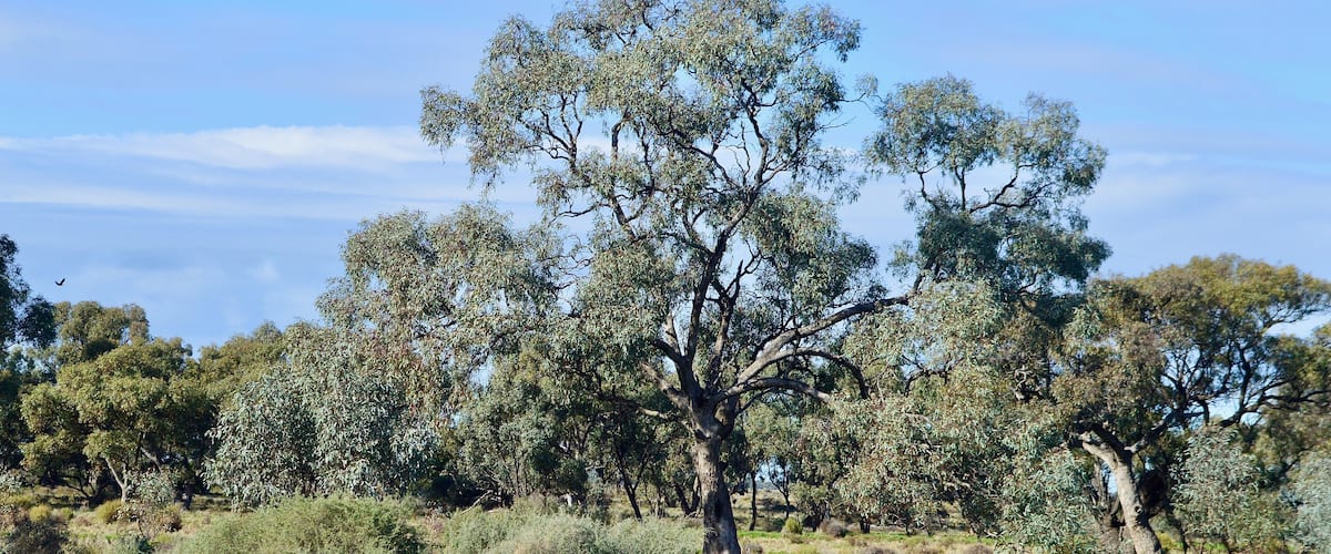 A landscape with a prominent eucalyptus tree, green shrubs, and a clear blue sky.