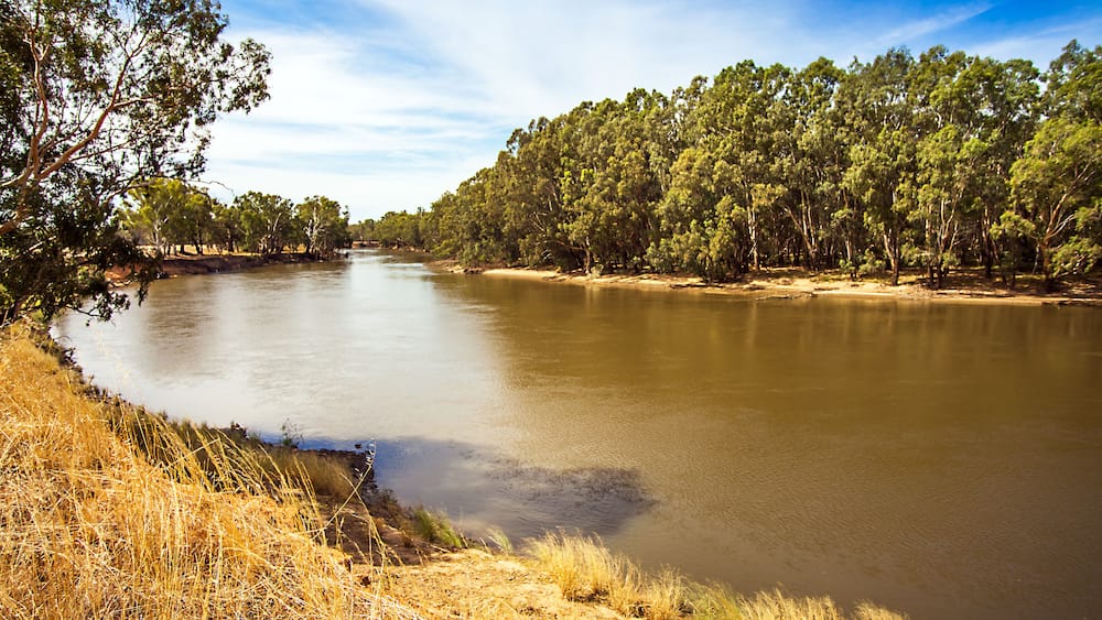 Am Murrumbidgee River bei Narrandera Noth South Wales Australien