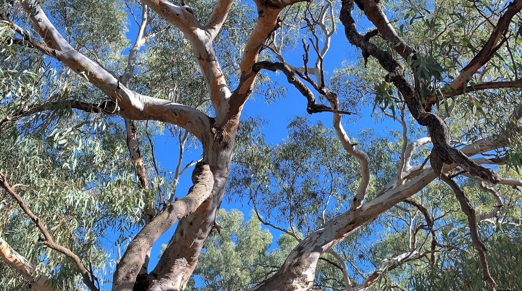 In a road trip into NSW