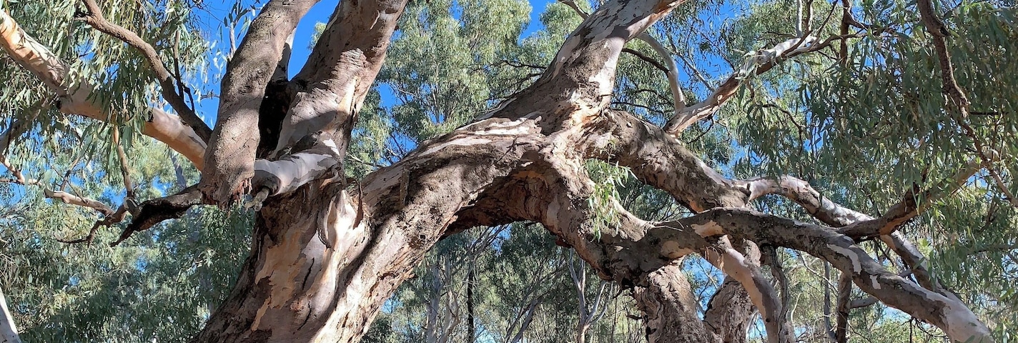 In a road trip into NSW