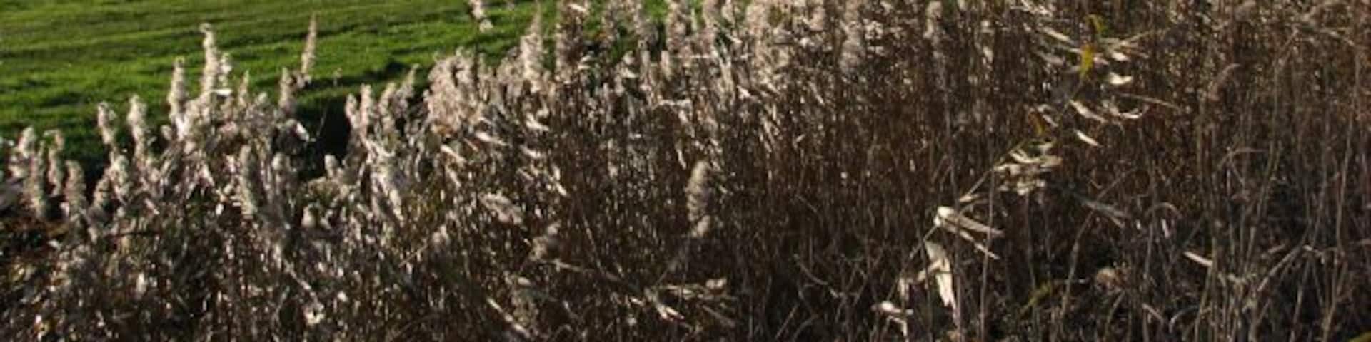 View towards the edge of Engine House Carr