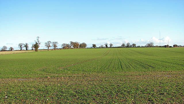 December sunshine on winter crop. This view was taken from the public footpath which starts at Smee Lane > 919906 and leads to the A47, further to the south > 1068458 - 1068463.