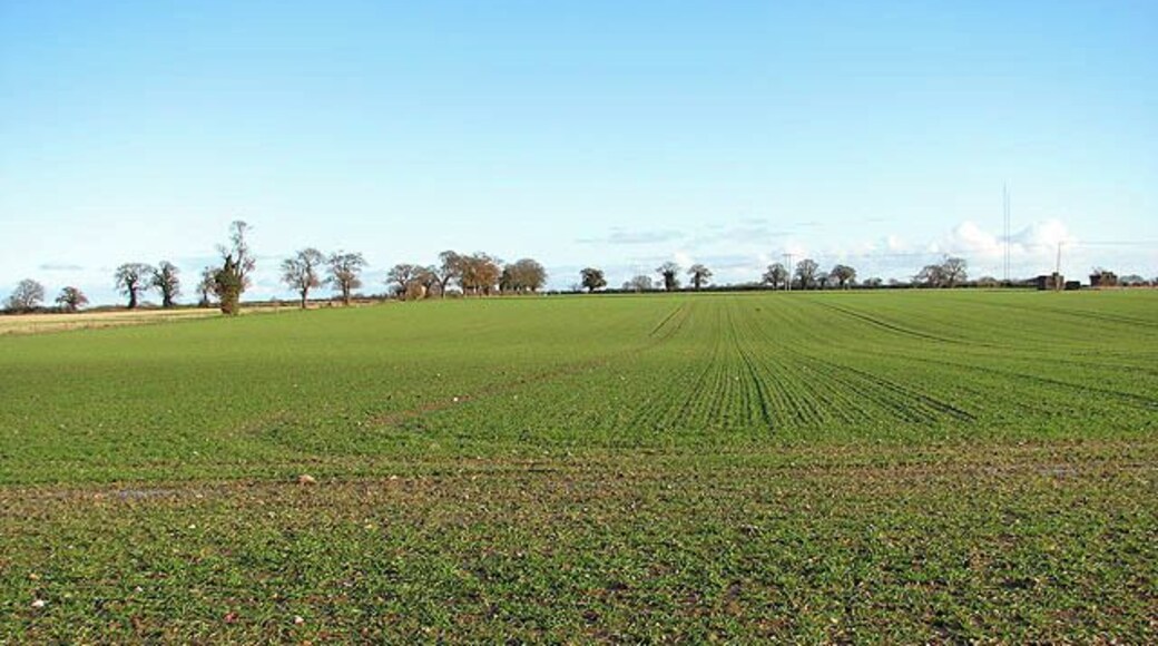 December sunshine on winter crop. This view was taken from the public footpath which starts at Smee Lane > 919906 and leads to the A47, further to the south > 1068458 - 1068463.