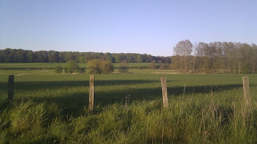 Fields near Drayton