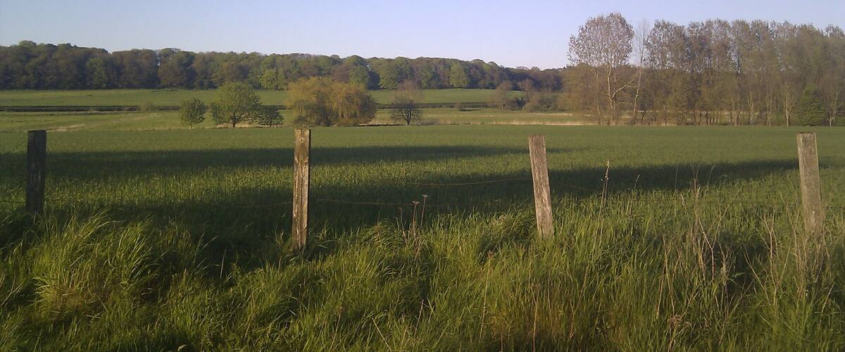 A rural landscape with a grassy field, a wooden fence, and a forest in the background.