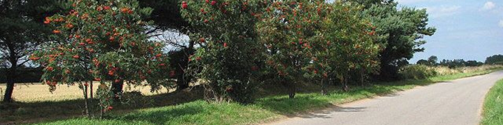 View north along Norwich Road. Approaching the village of Tuttington. Behind the rowan trees growing by the roadside a lay-by > 902156 can be glimpsed (perhaps a short section of old road); an information board, produced by LEAF (Linking Environment and Farming) and placed here by the farmers, explains about how farming can influence the environment > 902164 - 902172 - 902177 - 902180.