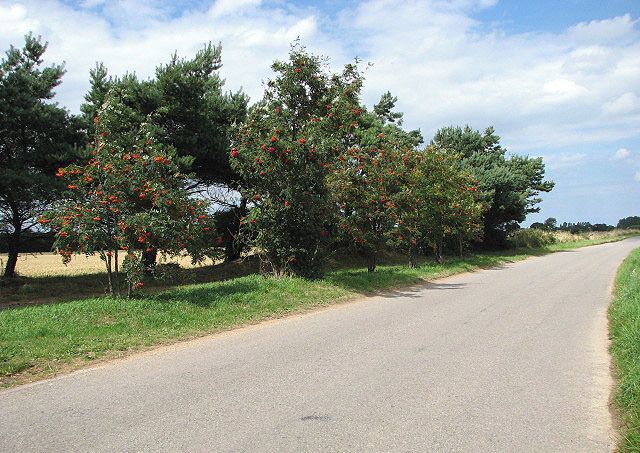 A rural road flanked by trees with red flowers, a clear sky, and a distant field.