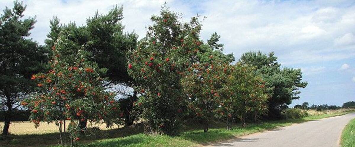 A rural road flanked by trees with red flowers, a clear sky, and a distant field.