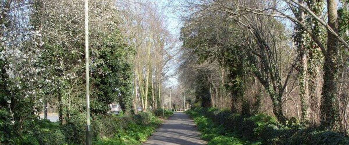 A tree-lined pathway with dense greenery on both sides.