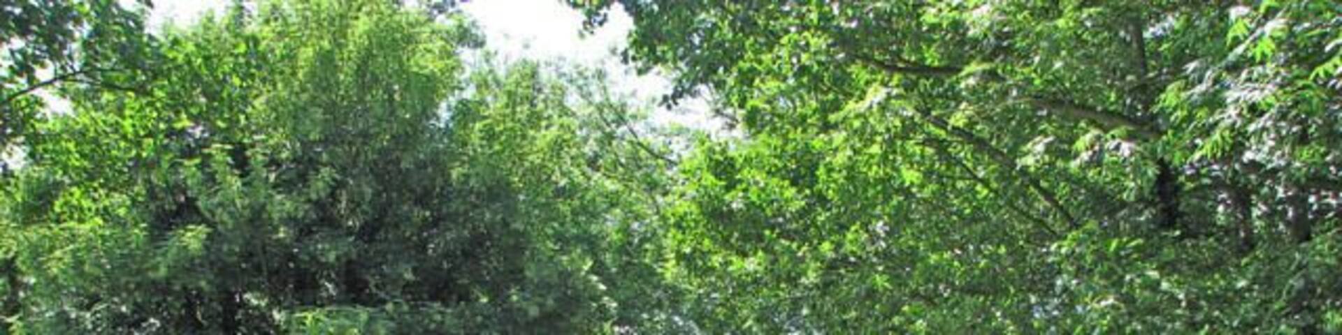 Bridge over the River Tas. The bridge carries Mill Road over the River Tas as it approaches Stoke Mill > 1353400.